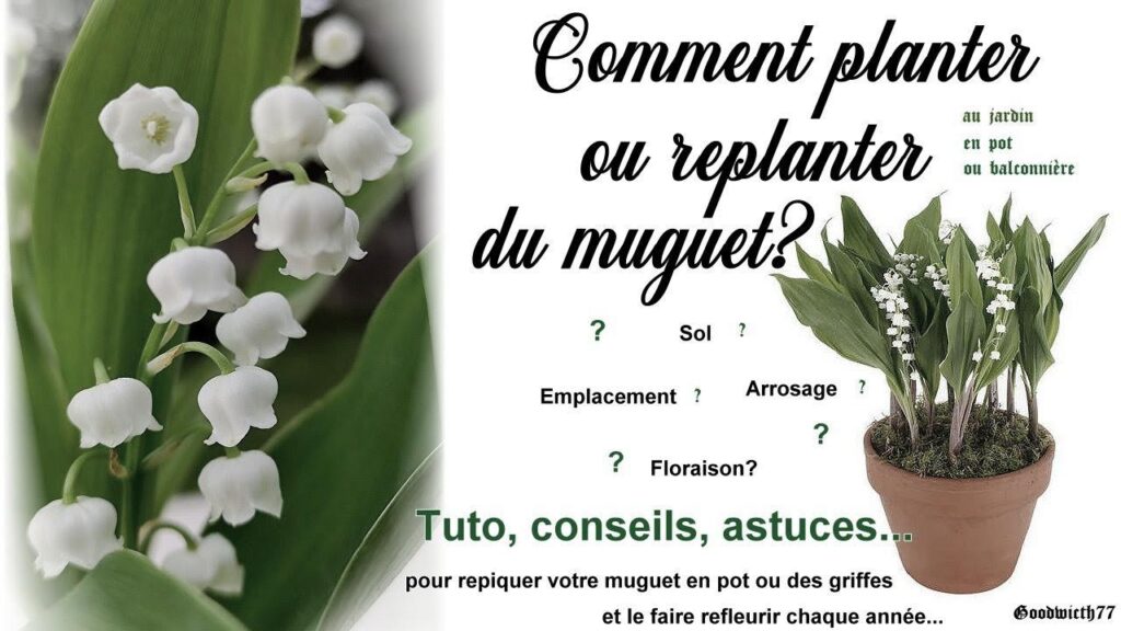 Guide étape par étape pour replanter efficacement du muguet