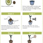 Guide Facile pour Faire Pousser un Avocatier: Conseils et Astuces Incontournables