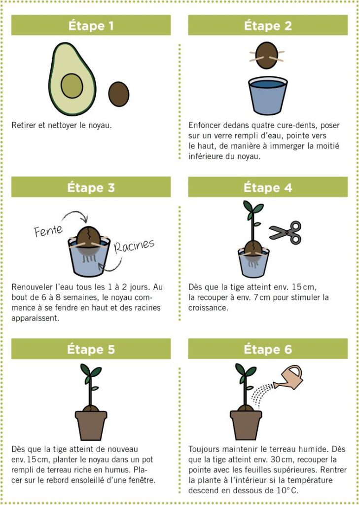 Guide Facile pour Faire Pousser un Avocatier: Conseils et Astuces Incontournables