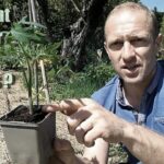Guide étape par étape pour planter des tomates avec succès